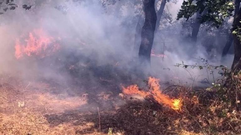 Καταγγελίες για εμπρησμό στην Τιθορέα 