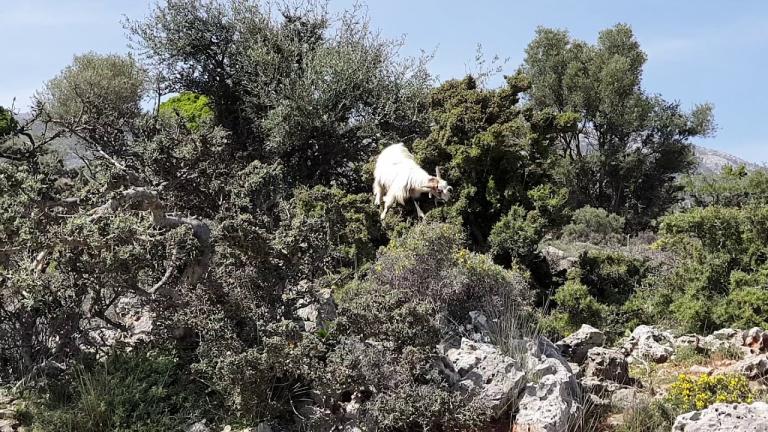 Πορτογαλία: Κατσίκες για την πρόληψη των δασικών πυρκαγιών