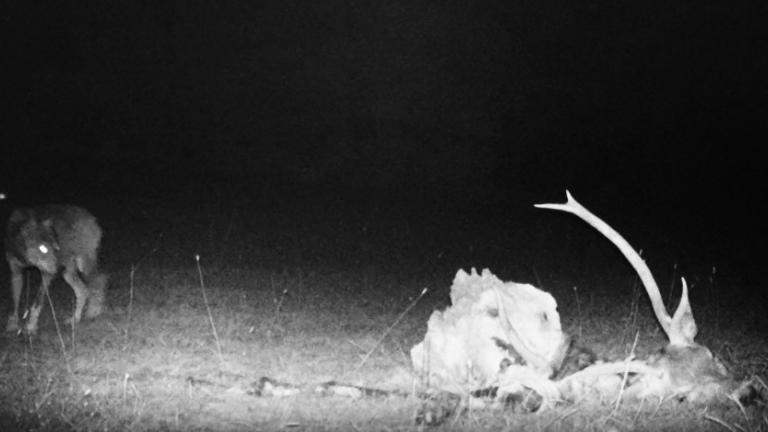 Αγγέλες λύκων απειλούν τα ελάφια στην Πάρνηθα