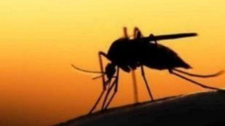 15 θάνατοι από τον ιό του Δυτικού Νείλου - Σχέδιο για τη θωράκιση της χώρας 