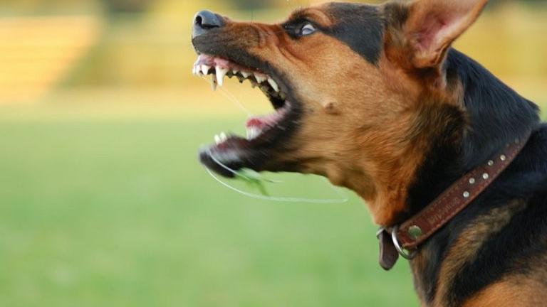 Ελεύθεροι αφέθηκαν πατέρας και γιος για την επίθεση που δέχθηκε 9χρονος από σκυλιά