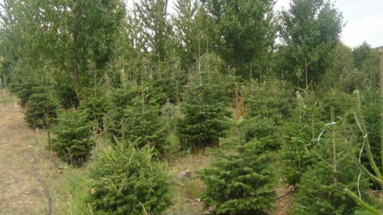 Ίδιες με πέρσι οι τιμές του χριστουγεννιάτικου έλατου