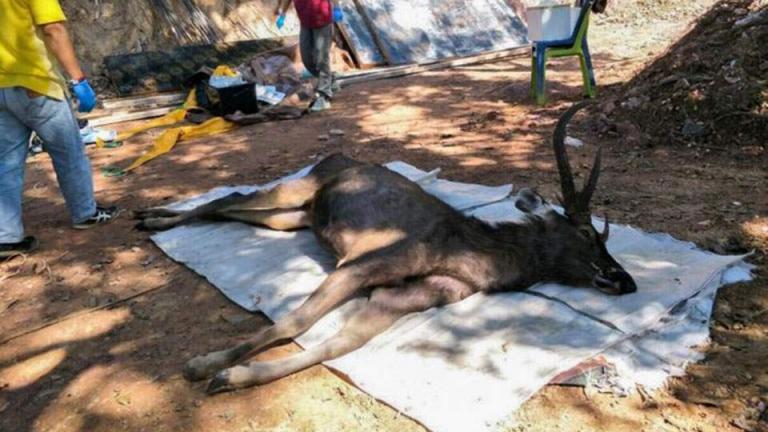 Ταϊλάνδη: Αγριο ελάφι βρέθηκε νεκρό με επτά κιλά σκουπιδιών στο στομάχι του