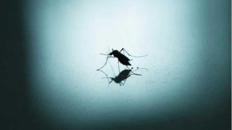 Γιατί υπάρχουν κουνούπια αυτή την εποχή – Δείτε τι συμβαίνει!