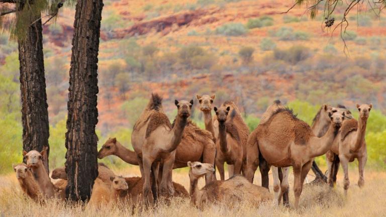 Αυστραλία: Θα θανατώσουν 10.000 καμήλες γιατί πίνουν πολύ νερό...
