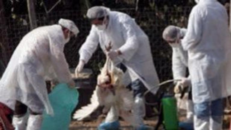 Ρουμανία: Δεύτερο κρούσμα γρίπης πτηνών