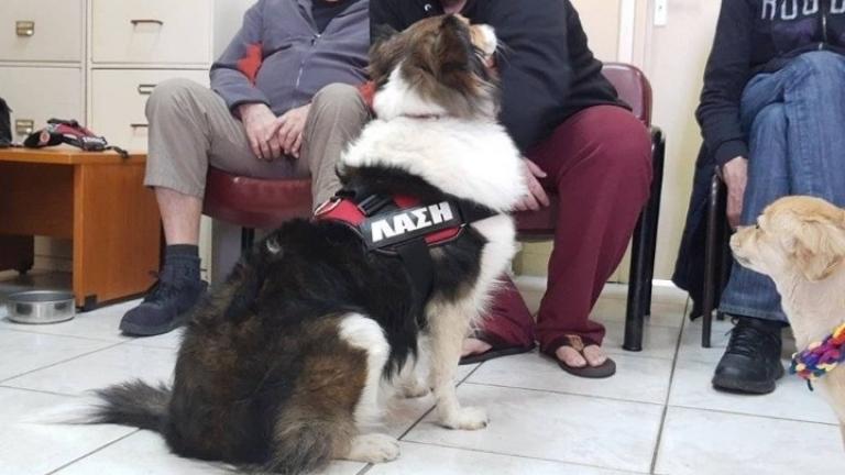 Οι σκύλοι βοήθειας και θεραπείας προσφέρουν ανακούφιση σε δύσκολες καταστάσεις