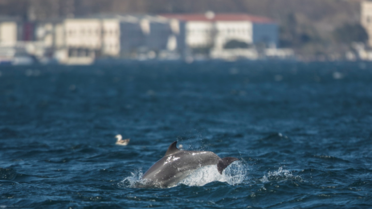 Τουρκία: Τα δελφίνια χαίρονται έναν Βόσπορο ασυνήθιστα γαλήνιο χάρη στο lockdown