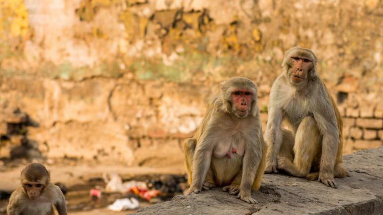 Αγέλη πιθήκων έκλεψε δείγματα αίματος ασθενών με κοροναϊό
