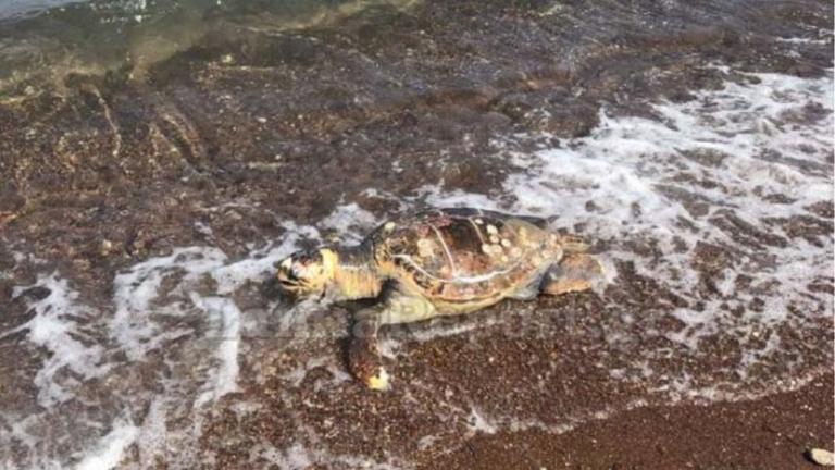 Θεσσαλονίκη: Νεκρή καρέτα - καρέτα στην παραλία της Καλαμαριάς