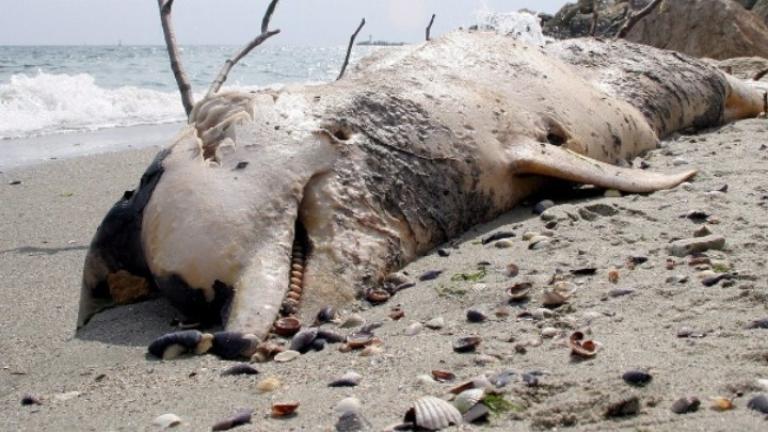 Αριθμός ρεκόρ νεκρών δελφινιών ξεβράζεται στις ακτές της Γαλλίας