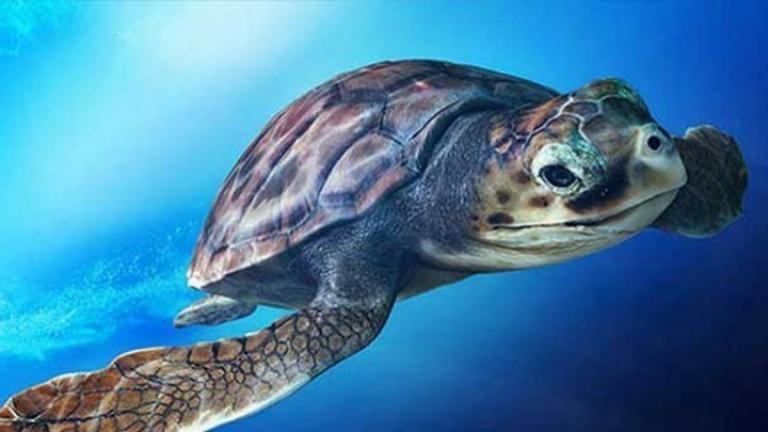 Η caretta-caretta μπορεί να ωοτοκεί για τουλάχιστον 33 χρόνια