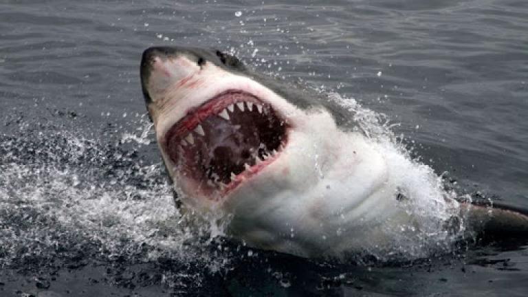 Καρχαρίας σκότωσε 60χρονο σέρφερ στην Αυστραλία (ΒΙΝΤΕΟ)