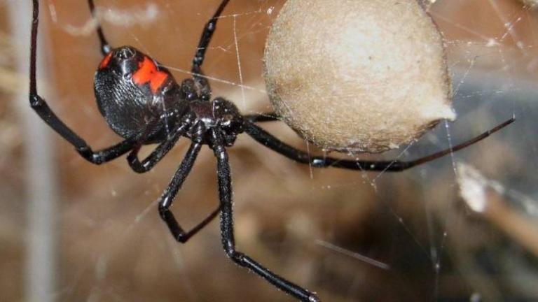 Κοριτσάκι 10 μηνών στη ΜΕΘ από τσίμπημα αράχνης 