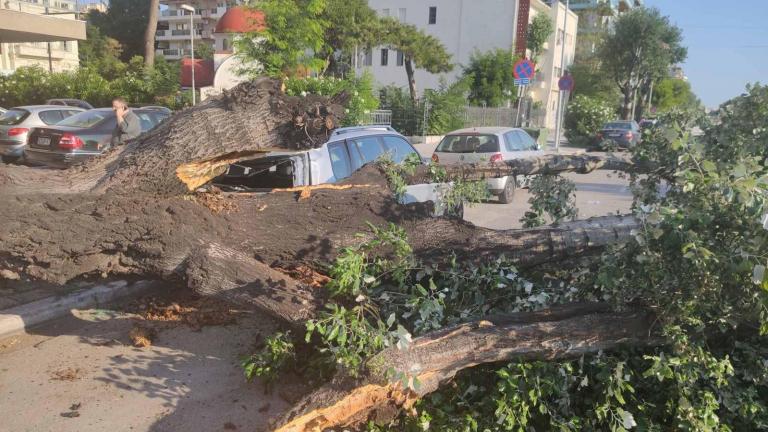 Έπεσε λεύκα στη λεωφόρο Μ. Αλεξάνδρου στην Θεσσαλονίκη