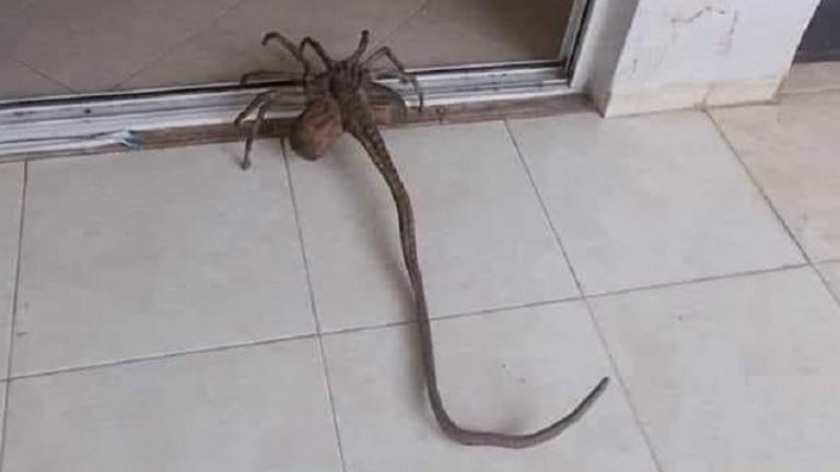 Αράχνη τέρας με… εξωγήινη εμφάνιση εμφανίστηκε στην Ελλάδα και σκορπά τον τρόμο (ΦΩΤΟ)