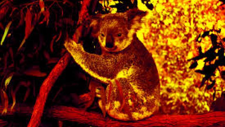 Αυστραλία: Τρία δισεκατ. ζώα κάηκαν ή εκτοπίστηκαν στις φονικές πυρκαγιές