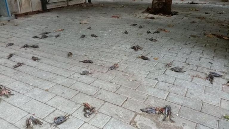 Απίστευτες εικόνες στην παραλία της Χαλκίδας με δεκάδες νεκρά πουλιά 
