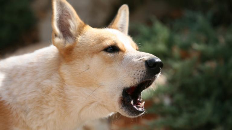 Θεσσαλονίκη: Αγέλη σκύλων επιτέθηκε σε 17χρονη 