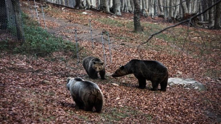 Αρκούδα 250 κιλών νεκρή σε τροχαίο στην Μεσοποταμία Καστοριάς