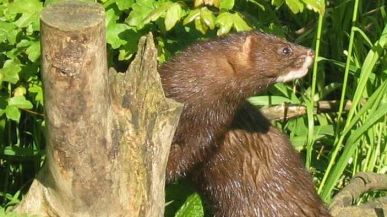 Δέκα εργαζόμενοι θετικοί στον κορονοϊό  σε φάρμες εκτροφής μινκ