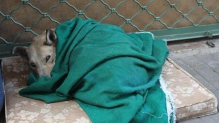 Ηράκλειο: Συνελήφθη άνδρας που πυροβόλησε και σκότωσε σκυλί