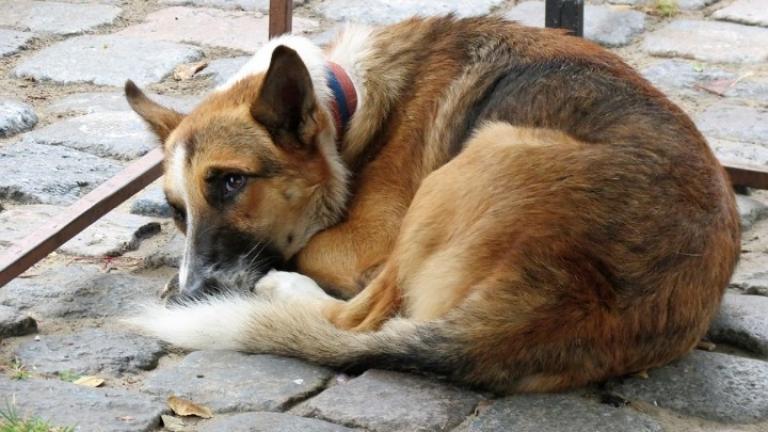 Τι αλλάζει με το νομοσχέδιο για ζώα συντροφιάς και αδέσποτα