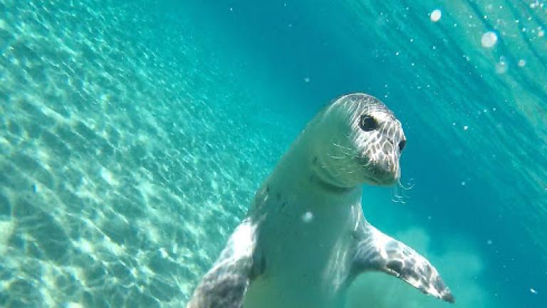Αλόννησος: Φώκια δάγκωσε τουρίστρια, η οποία νοσηλεύεται στο νοσοκομείο του Βόλου	