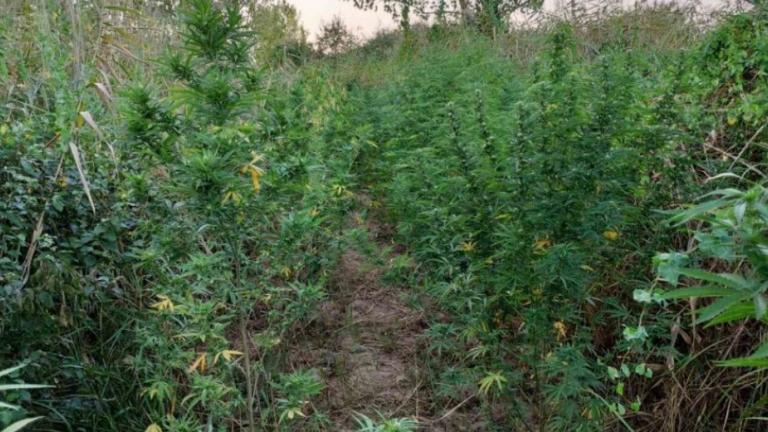 Κιλκίς: Κέρδη που ξεπερνούν τα 6 εκατ. ευρώ θα αποκόμιζε το κύκλωμα με τις δύο οργανωμένες χασισοφυτείες  