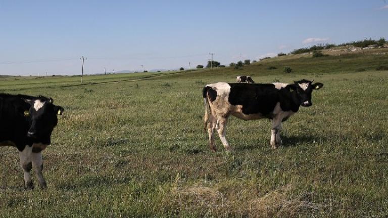 Με ένα τηλεφώνημα η διαχείριση των νεκρών ζώων