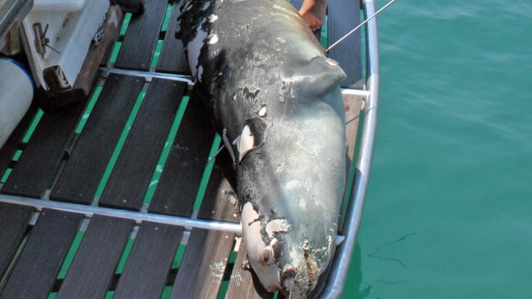ΑΝΘΡΩΠΙΝΗ ΒΑΡΒΑΡΟΤΗΤΑ Σκότωσαν τον «Κωστή», τη διάσημη φώκια της Αλοννήσου