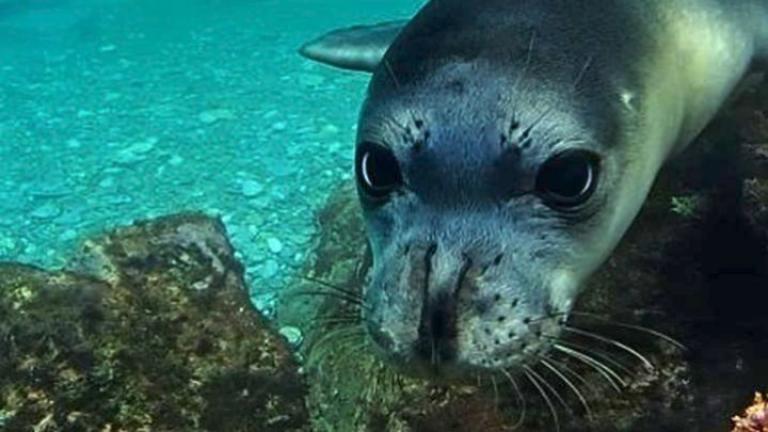 Αλόννησο: Αμοιβή 18.000 ευρώ για πληροφορίες που θα οδηγήσουν στη σύλληψη του δολοφόνου της φώκιας «Κωστής»