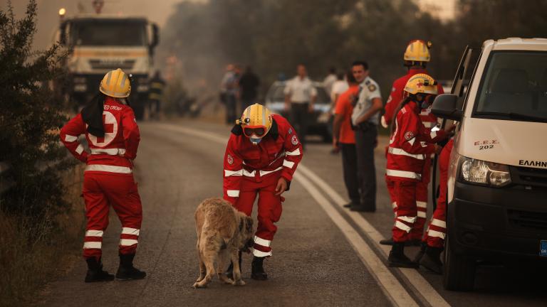 Υπεύθυνοι της Ελληνικής Ομοσπονδίας Ιππασίας προσπαθούν να περισυλλέξουν πέντε άλογα που ήταν αγνοούμενα