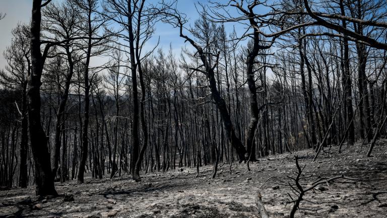 Δραματικές είναι οι εικόνες που άφησαν πίσω τους οι πυρκαγιές των τελευταίων ημερών, με τα εκατοντάδες χιλιάδες στρέμματα καμένης γης και τα ρημαγμένα σπίτια να αποτελούν τα πρώτα θλιβερά αποτυπώματα αυτής της βιβλικής καταστροφής. Ωστόσο, πριν από λίγη ώρα, ο Διευθυντής Ερευνών του Εθνικού Αστεροσκοπείου Αθηνών, Χάρης Κοντοές μιλώντας στο ΣΚΑΙ, ανέφερε πως σύμφωνα με τις δικές τους εκτιμήσεις η έκταση των καμένων είναι πάρα πολύ μεγάλη. Βέβαια, όπως τόνισε τις επόμενες ημέρες θα έχουν ακριβέστερα μεγέθη. 