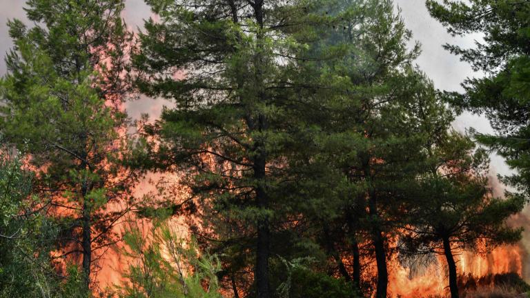 Ξέσπασε φωτιά στην περιοχή Δρυάλια Λακωνίας 