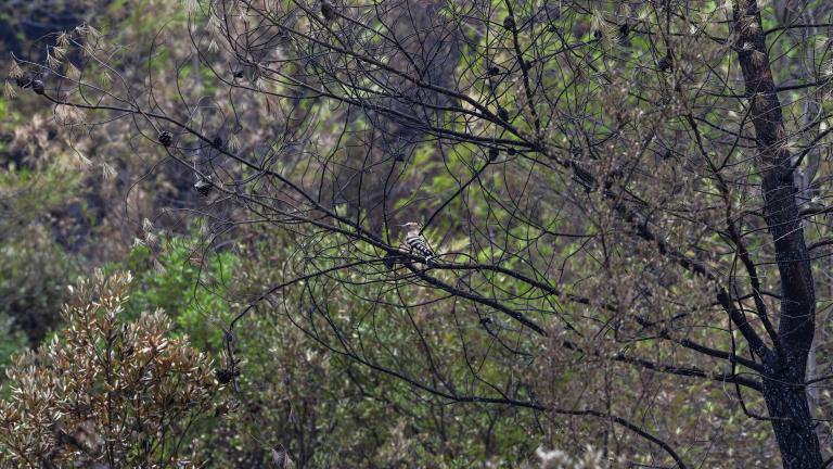 Υπό έλεγχο η φωτιά σε δασική έκταση στη Βουρβουρού Χαλκιδικής