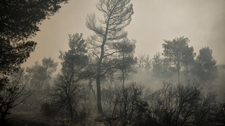 Νέο πύρινο μέτωπο ξέσπασε πριν από λίγη ώρα στα Βίλια. Συγκεκριμένα, μια νέα μεγάλη εστία φωτιάς μαίνεται στην περιοχή Κάζα και ισχυρές δυνάμεις της πυροσβεστικής επίγειες και εναέριες, επιχειρούν για να περιορίσουν το συντομότερο το μέτωπο. Η τροχαία έχει διακόψει την κυκλοφορία των οχημάτων στην εθνική οδό Ελευσίνας – Θηβών από το ύψος του κόμβου των Βιλίων στο ρεύμα κυκλοφορίας προς Θήβα.  Ωστόσο, μέχρι στιγμής δεν έχει διευκρινιστεί αν πρόκειται για αναζωπύρωση στο μέτωπο των τελευταίων ημερών ή για νέα