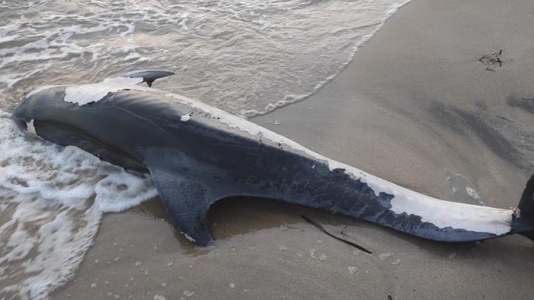 Θεσσαλονίκη: Νεκρό δελφίνι στο δήμο Θερμαϊκού