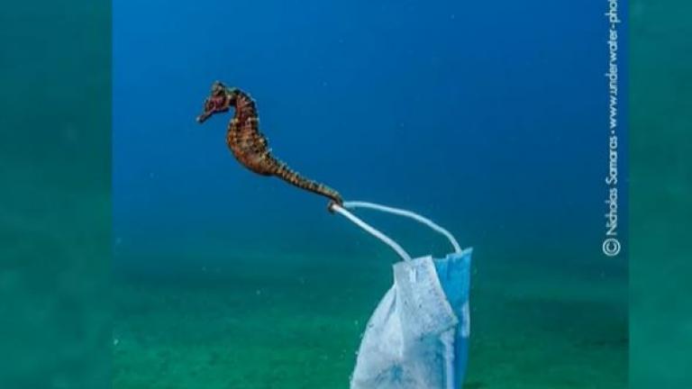 Ο ιππόκαμπος και η χειρουργική μάσκα στην Χαλκιδική