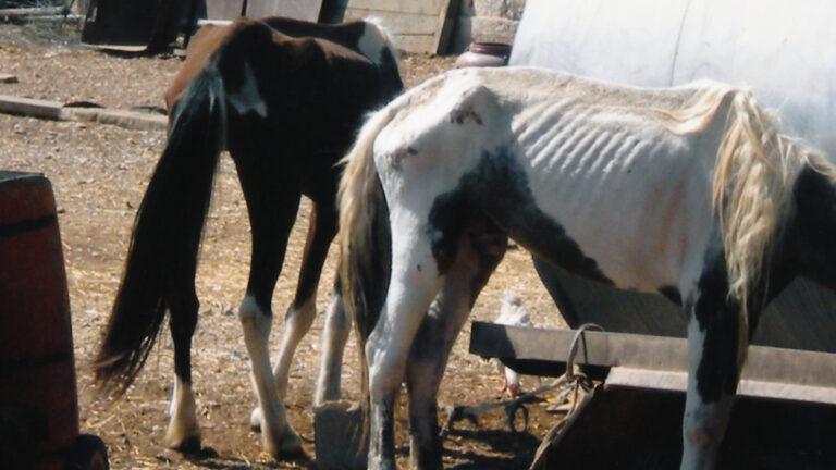 βαριά καμπάνα για τον ιδιοκτήτη χώρου με κακοποιημένα άλογα στον Ασπρόπυργο