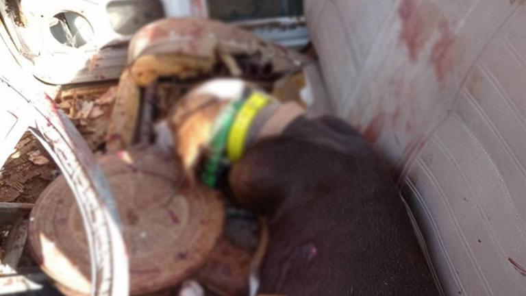 Αγρίνιο: Χειροπέδες σε αντρόγυνο για τη δολοφονία σκύλων (σκληρές εικόνες)