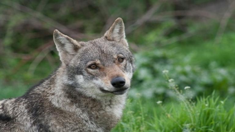«Αρκτούρος»: Τεράστια ευκαιρία η επανεμφάνιση λύκου στην Πάρνηθα