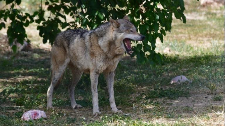 Ο Δήμος Διονύσου εφιστά την προσοχή στους πολίτες λόγω της εμφάνισης λύκου