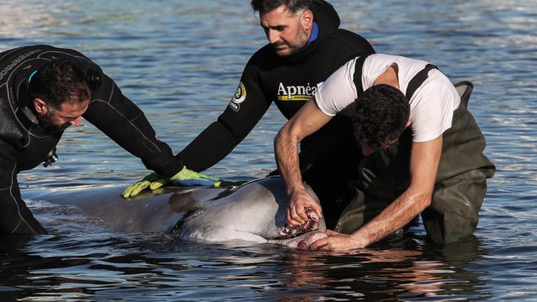 Εντατικές προσπάθειες διάσωσης της νεαρής φάλαινας στον Άλιμο	
