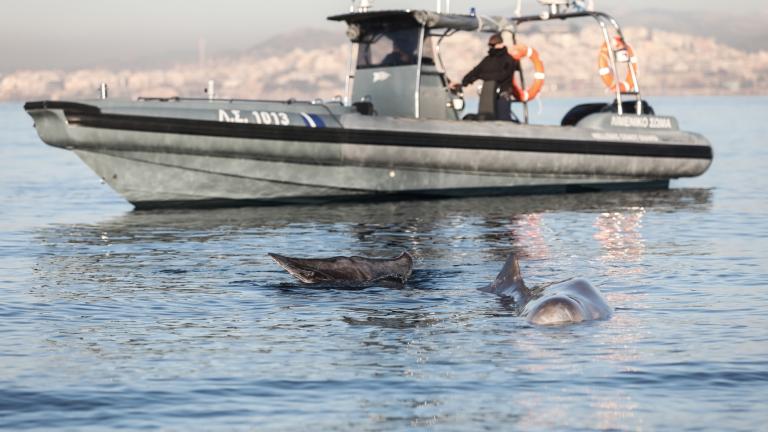 Επέστρεψε στα ρηχά της Σαλαμίνας η φάλαινα - Μάχη για να κρατηθεί στη ζωή κόντρα στις πιθανότητες (ΒΙΝΤΕΟ)