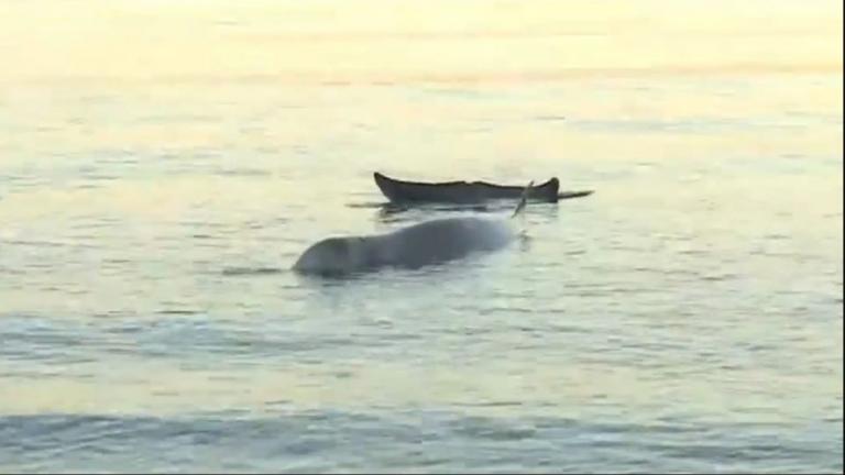 ΑΠΙΣΤΕΥΤΟ Φάλαινα στην παραλία Αλίμου (ΒΙΝΤΕΟ)