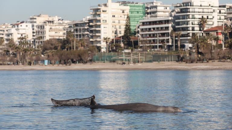 Ζιθιός είναι το κήτος που εξόκειλε στον Άλιμο – Ενδημικό είδος στη χώρα μας