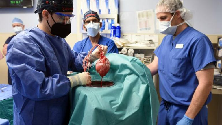 Η 1η στον κόσμο μεταμόσχευση καρδιάς γενετικά τροποποιημένου χοίρου έγινε σε 57χρονο Αμερικανό
