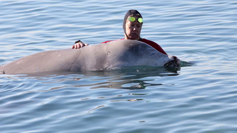 Βρέθηκε νεκρή η νεαρή φάλαινα του Αλίμου  