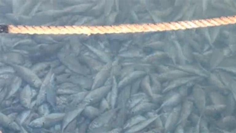 Γέμισε νεκρά ψάρια το λιμάνι της Κορίνθου (ΒΙΝΤΕΟ)